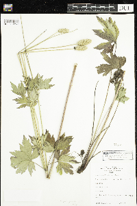 Anemone virginiana image