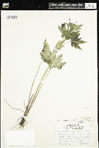 Anemone virginiana image