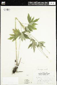 Anemone virginiana image