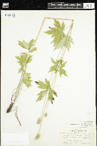 Anemone virginiana image
