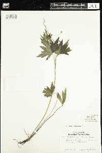 Anemone virginiana image