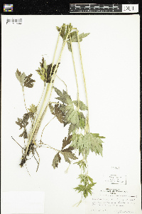 Anemone virginiana image