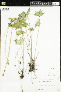 Anemone virginiana image