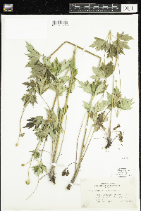 Anemone virginiana image
