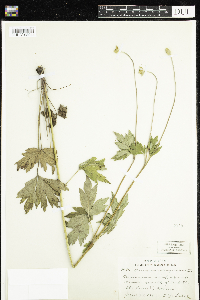 Anemone virginiana image