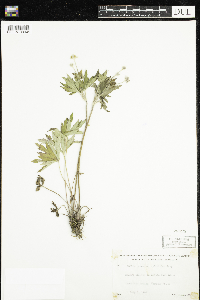 Anemone cylindrica image
