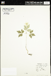 Anemone quinquefolia image