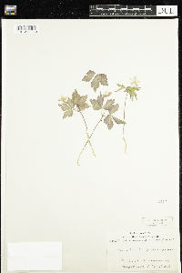 Anemone quinquefolia image