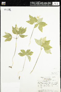 Anemone quinquefolia image