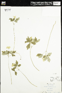 Anemone quinquefolia image