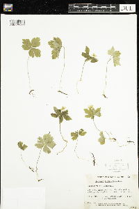 Anemone quinquefolia image