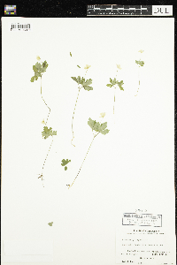 Anemone quinquefolia image