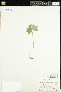 Anemone quinquefolia image