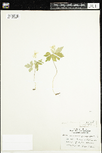 Anemone quinquefolia image