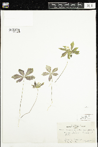Anemone quinquefolia image