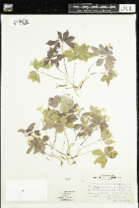 Anemone quinquefolia image