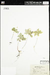 Anemone quinquefolia image