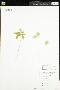 Anemone quinquefolia image