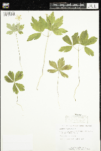 Anemone quinquefolia image