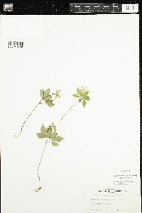 Anemone quinquefolia image