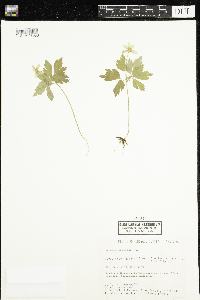 Anemone quinquefolia image