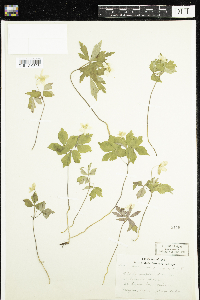 Anemone quinquefolia image