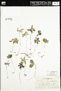 Anemone quinquefolia image