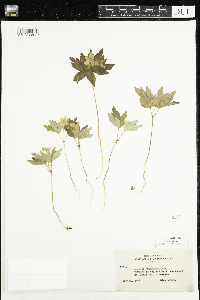 Anemone quinquefolia image