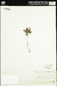 Anemone quinquefolia image