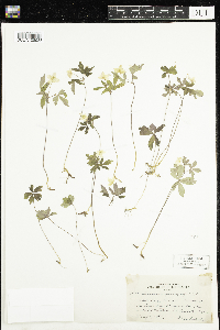 Anemone quinquefolia image