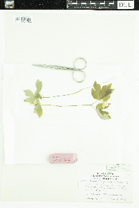 Anemone quinquefolia image