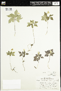 Anemone quinquefolia image