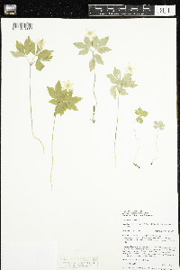 Anemone quinquefolia image