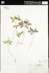 Anemone quinquefolia image