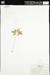 Anemone quinquefolia image