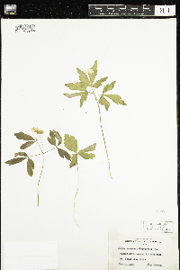 Anemone quinquefolia image