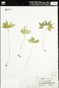 Anemone quinquefolia image