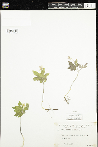 Anemone quinquefolia image