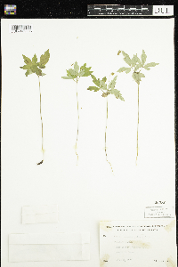 Anemone quinquefolia image