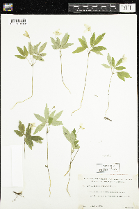 Anemone quinquefolia image