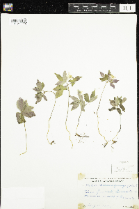 Anemone quinquefolia image