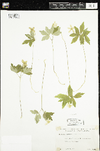 Anemone quinquefolia image