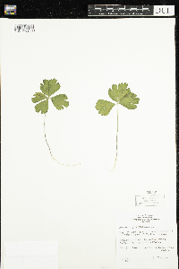 Anemone quinquefolia image