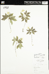 Anemone quinquefolia image