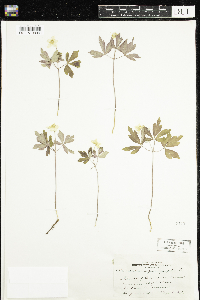 Anemone quinquefolia image