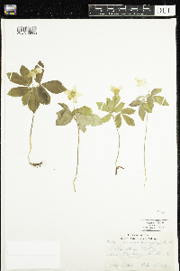 Anemone quinquefolia image