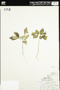 Anemone quinquefolia image