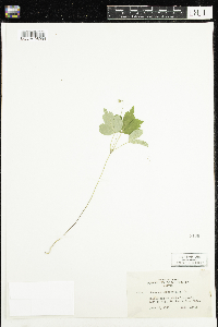 Anemone quinquefolia image