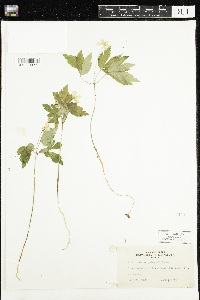 Anemone quinquefolia image