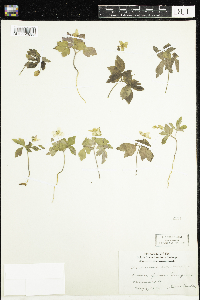 Anemone quinquefolia image